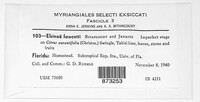 Elsinoe fawcettii image